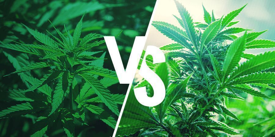 Cabecera Sativa Vs Indica Cms Thc Vapes