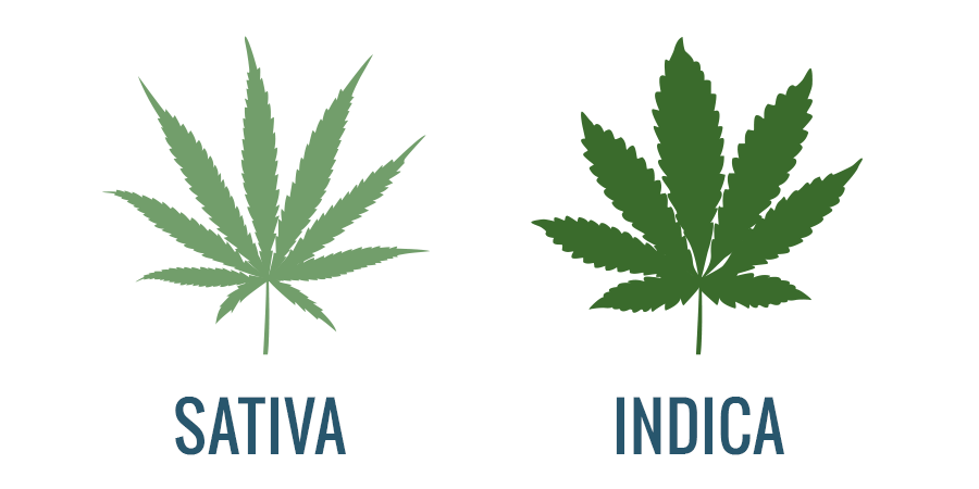 Sativa vs. Indica THC-Verdampfer