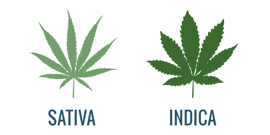 Vaporizadores Sativa Vs Indica Thc