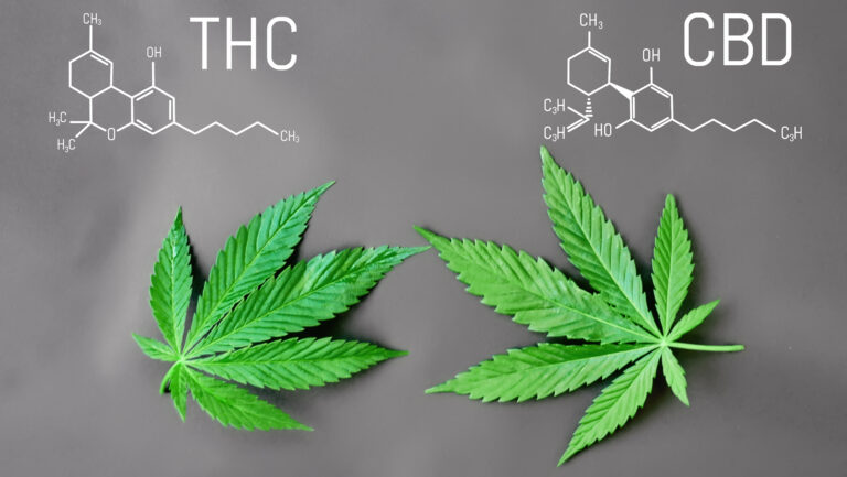 Thc Vs Cbd 1140566329 Thc Vapes