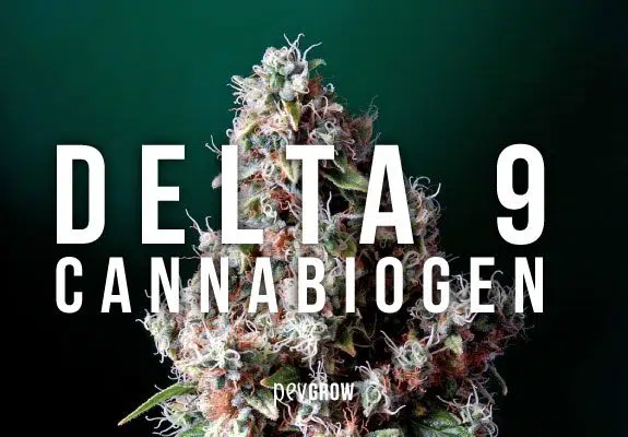 Delta 9 Cannabiogen.jpg THC-Verdampfer