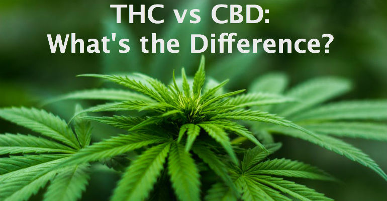 THC vs. CBD – THC-Verdampfer