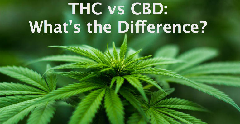 Thc Vs Cbd Thc Vapes