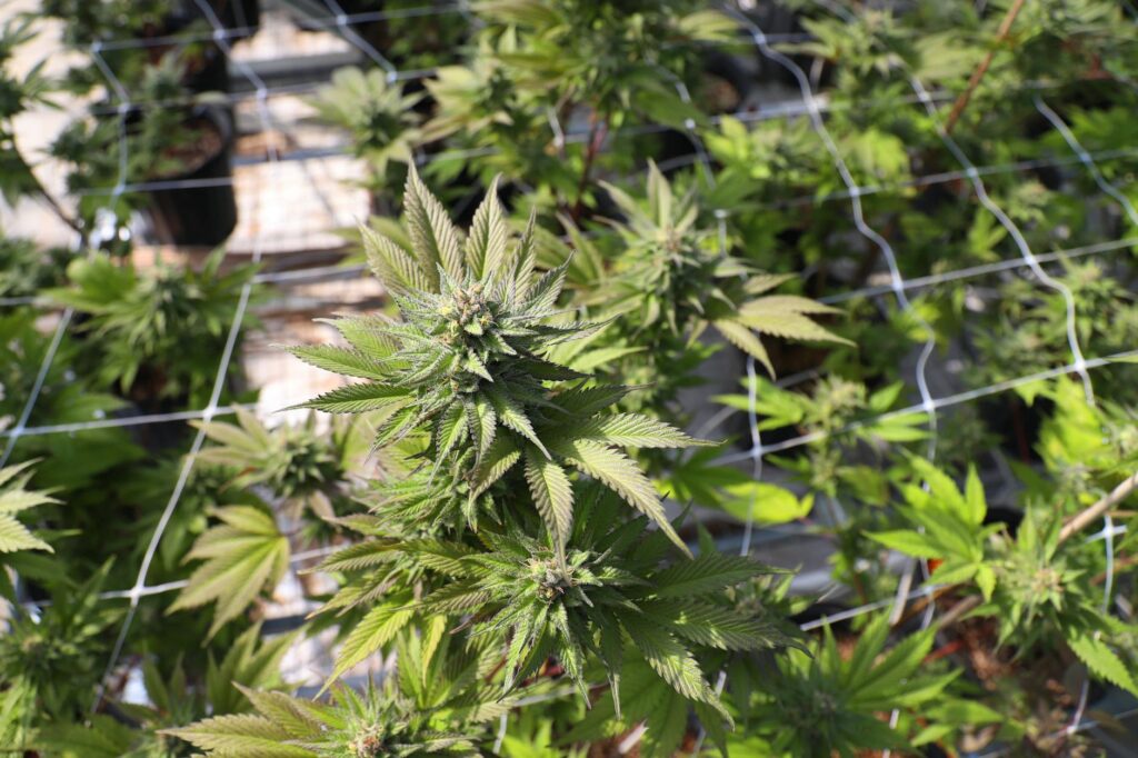 Leaves Of Marijuana In Greenhouse